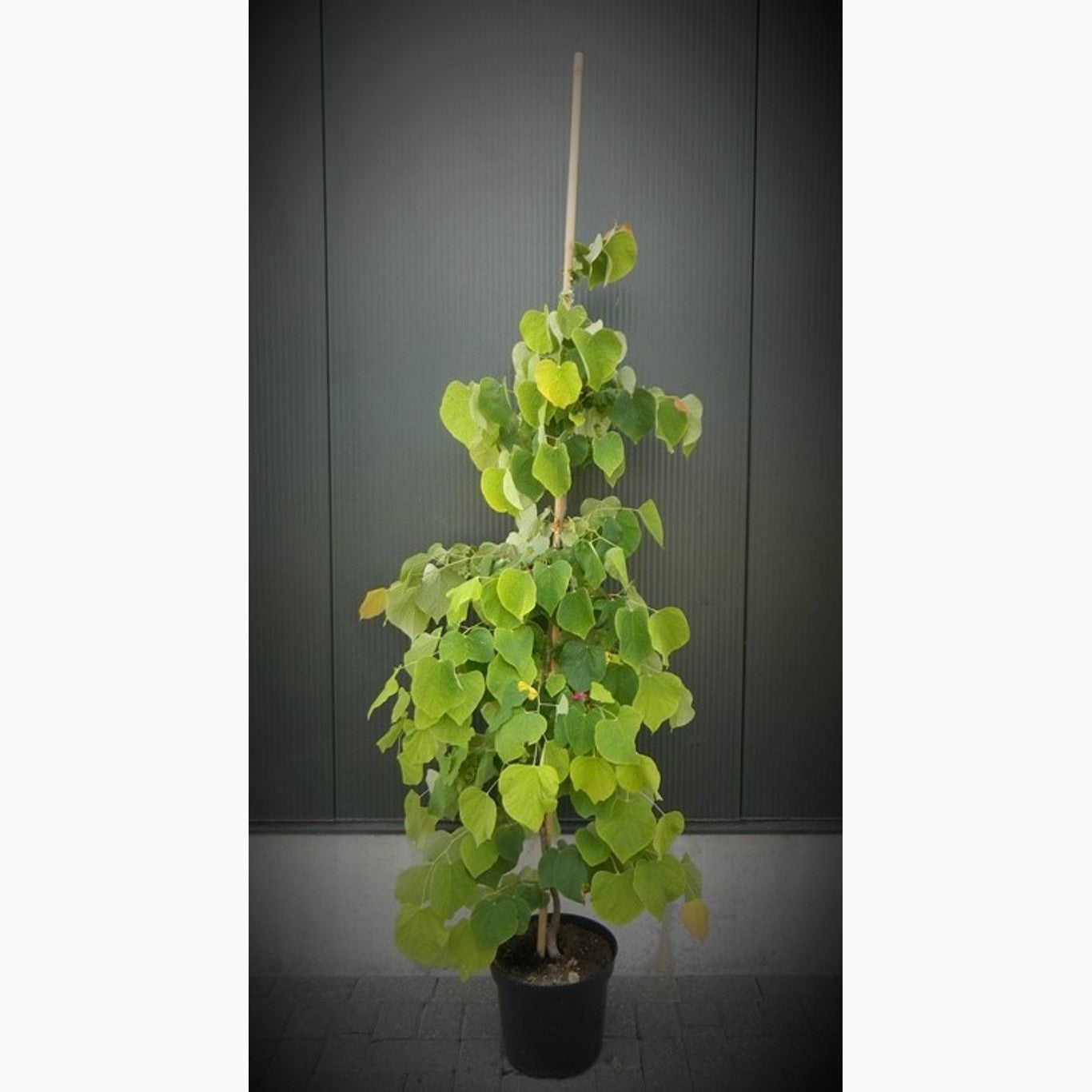 Judasträd – Cercis canadensis 'The Rising Sun' - C10 175-200 CM